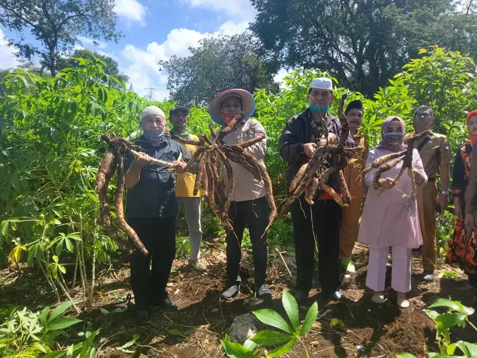 Bupati Busel Panen Ubi, Komitmen Dorong Swasembada Pangan