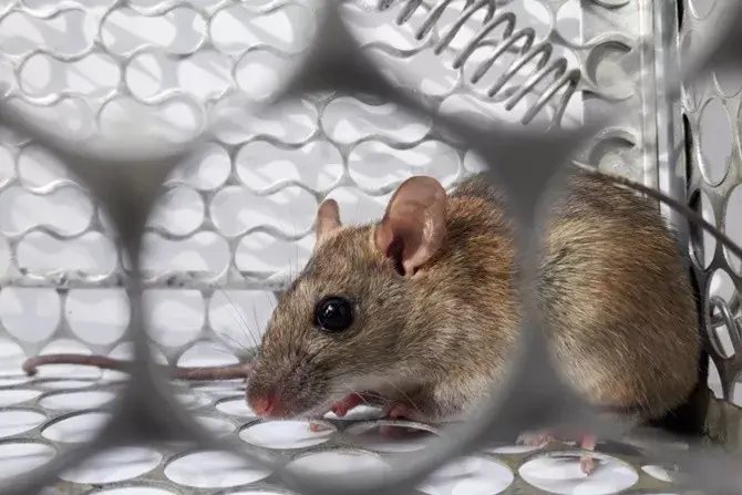 Hantavirus dari Tikus Ditemukan di San Diego