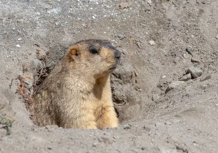 Dua Remaja di Tiongkok Jatuh Sakit Usai Makan Marmot