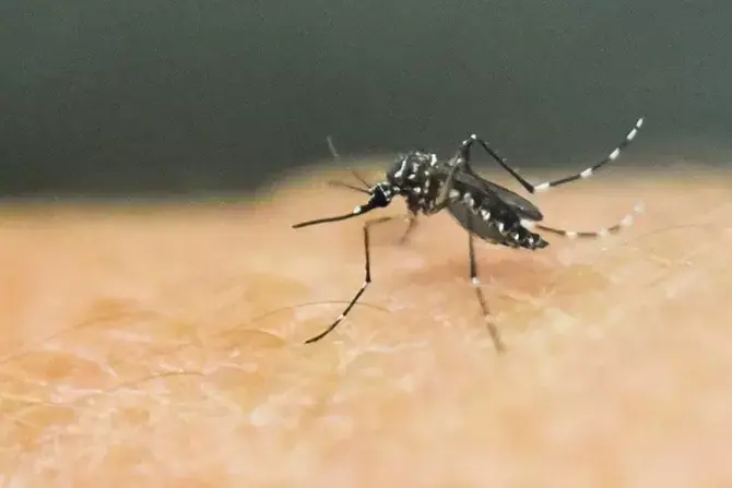Virus Jamestown Canyon Ditularkan Melalui Nyamuk dan Kutu