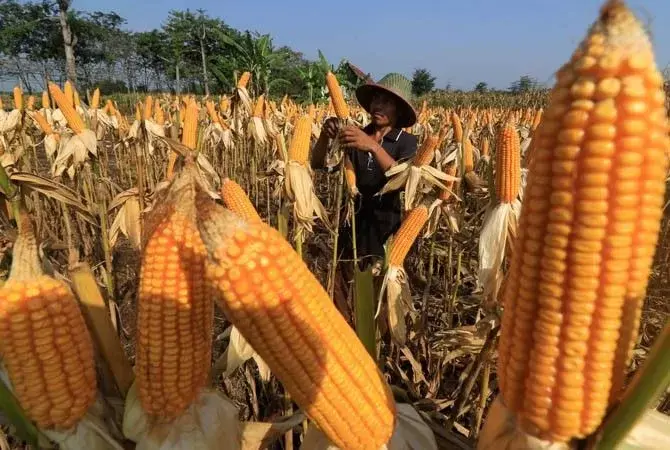 Butuh Singkong, Talas, dan Jagung agar Tak Rentan
