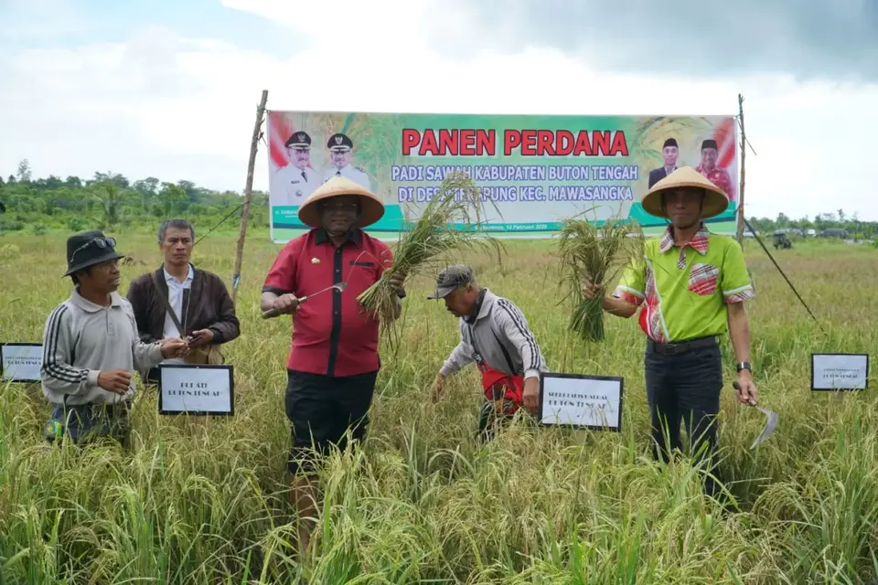 Pemkab Buteng Uji Coba 10 Hektar Padi Sawah, Tiga Hektar Gagal Panen