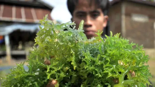 Dinas Kelautan dan Perikanan Sultra Dorong Budidaya Rumput Laut