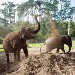 Penyelematan Gajah Anjalee dan Burma