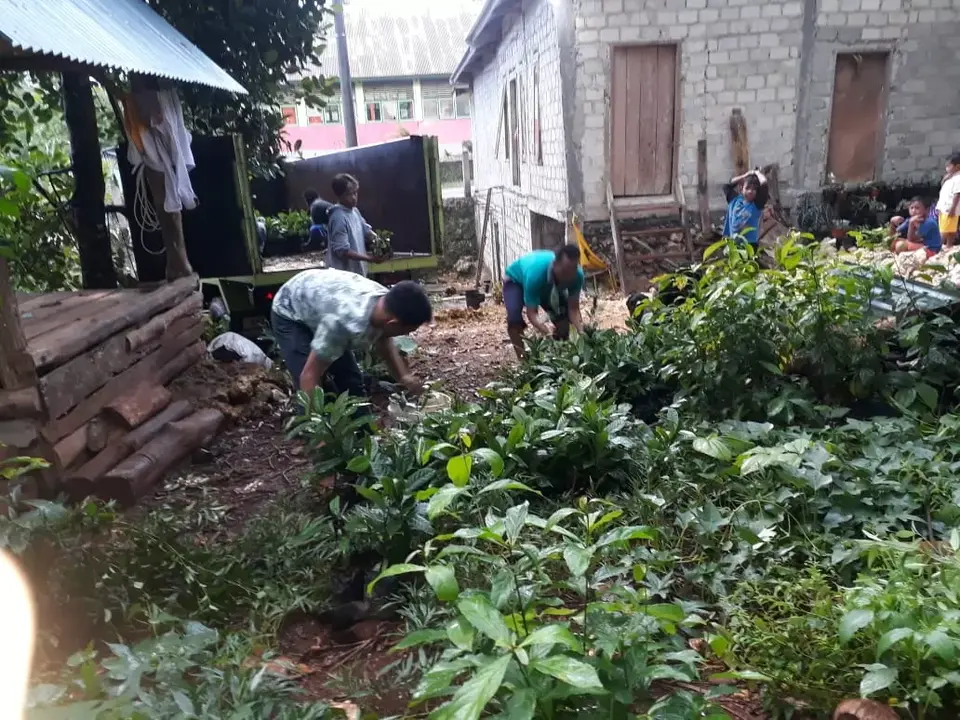 Kembali Distribusikan Bibit Pala, Petani Lasalimu Selatan Puji Program Bupati La Bakry