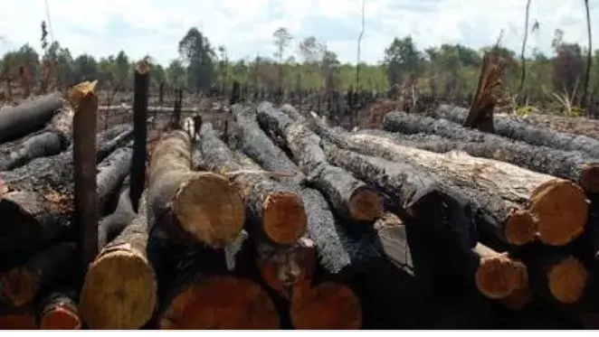 Polres Buton Amankan Kayu Diduga Illegal Logging, Enam Orang Diperiksa