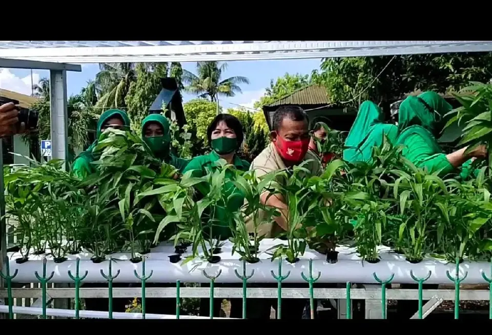 Kebun dan Rumah Bibit Mosiraha, Kodim/1413 Buton Panen Sayuran