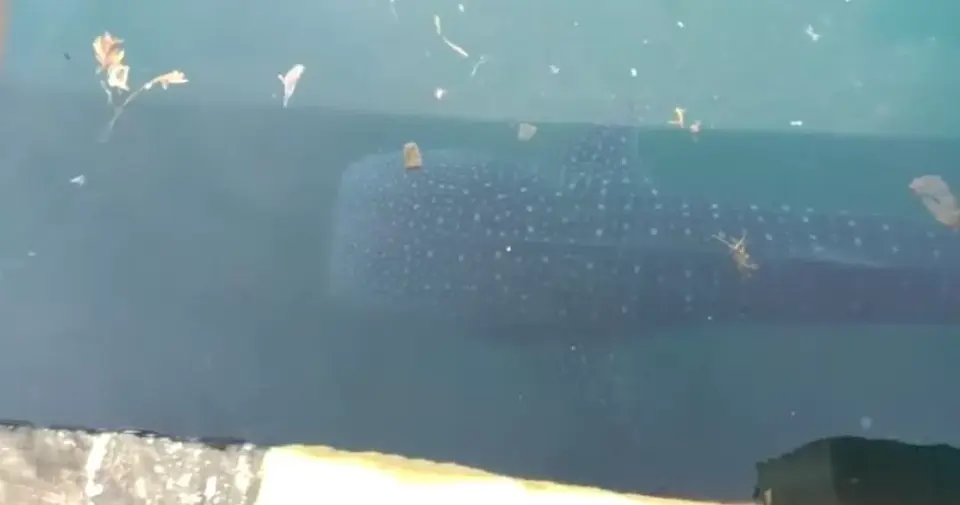 Seekor Hiu Paus Tutul Terperangkap di Pelabuhan Murhum Baubau