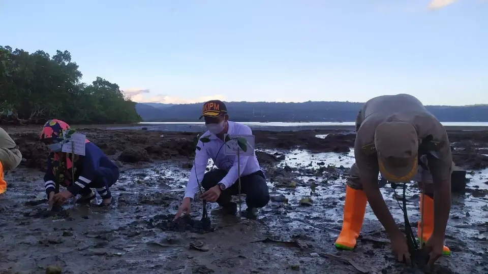 Jaga Ekosistem Laut, BKIPM Baubau Tanam 560 Pohon Mangrove