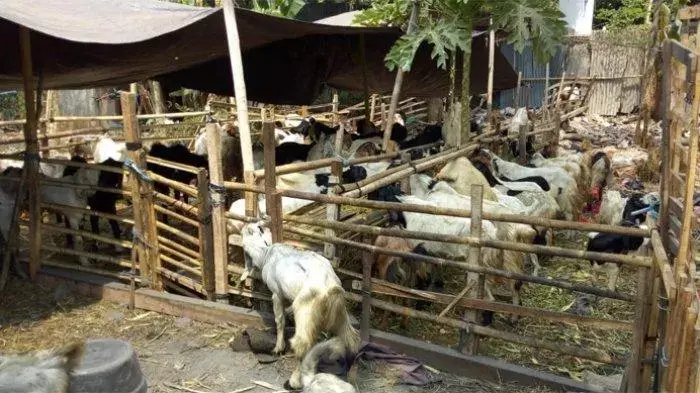 Hindari Kerumunan, Penyembelihan Hewan Qurban Digelar Sehari Setelah Idul Adha