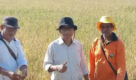 Tingkatkan Produksi Pae Wuna, Kadistan Muna Buat Program Serap Gabah