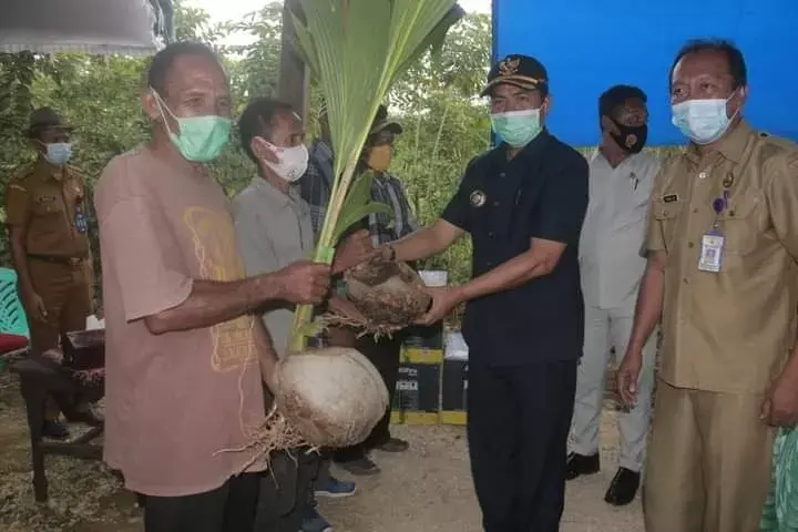 Pemkab Buton Siapkan 50 Ribu Bibit Pala dan Kelapa Persiapan Musim Tanam