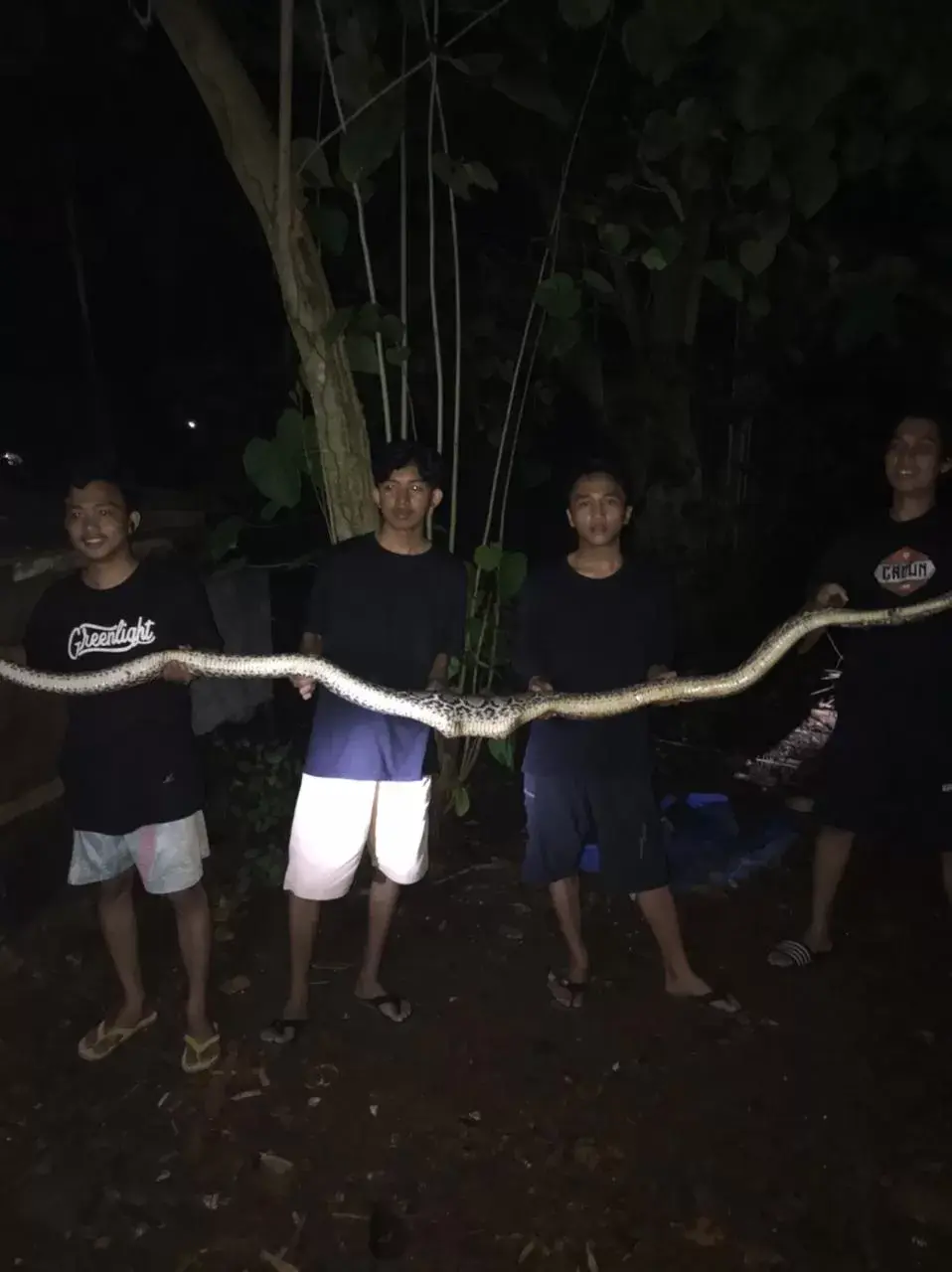 Seekor Ular Piton Gegerkan Warga Lingkungan Makmur