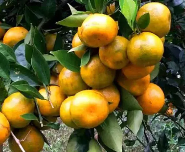 Pemkab Buton Siapkan 7.500 Bibit Jeruk Siam