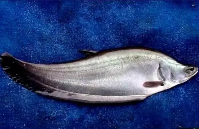 Dilindungi, Menangkap Dan Menjual Ikan Belida Terancam Pidana