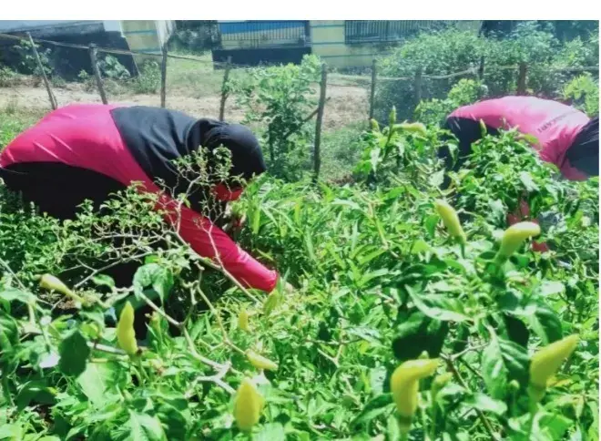 Polsek Wolowa Panen Hasil Ketahanan Pangan