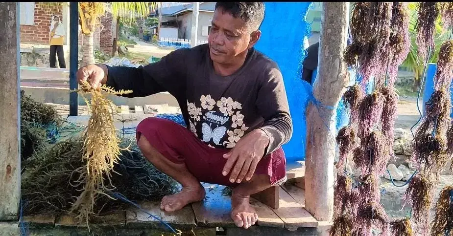 Cerita Petani Rumput Laut Palabusa, Tiap Tahun Alami Gagal Panen