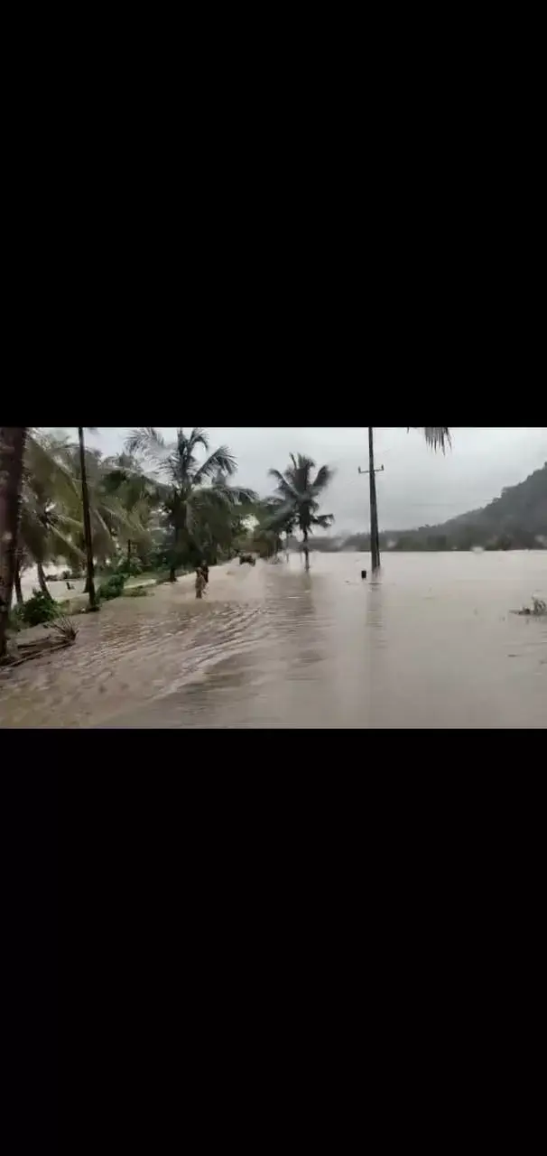 Satu Hektare Padi di Kampeonaho Lenyap