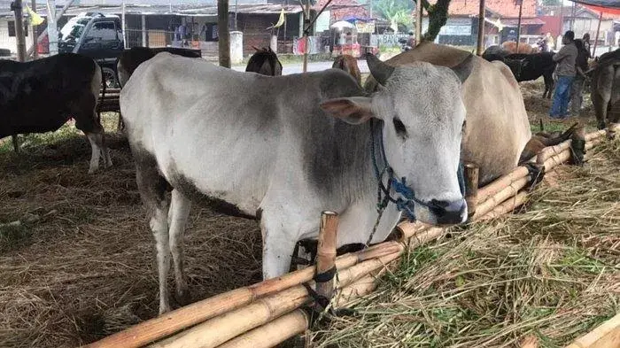 Data Sementara Hewan Kurban Idul Adha di Buteng Baru Capai 97 Ekor