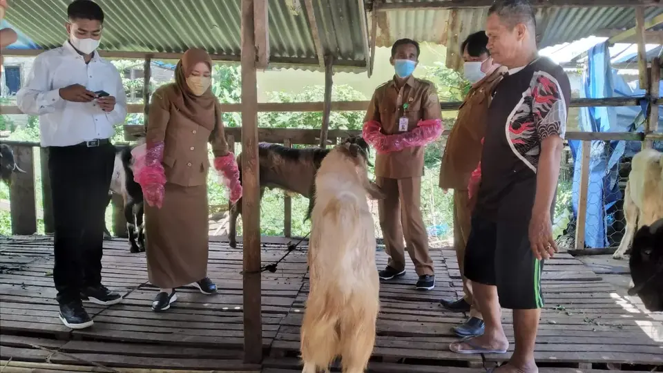 Jelang Idul Adha, Dispertan Baubau Periksa Ratusan Kambing