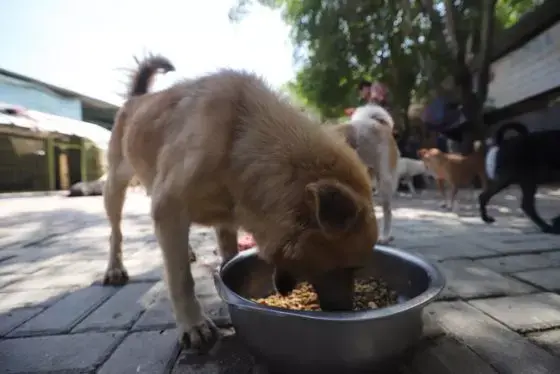 Puluhan Anjing Mati Tertular Virus Misterius di AS