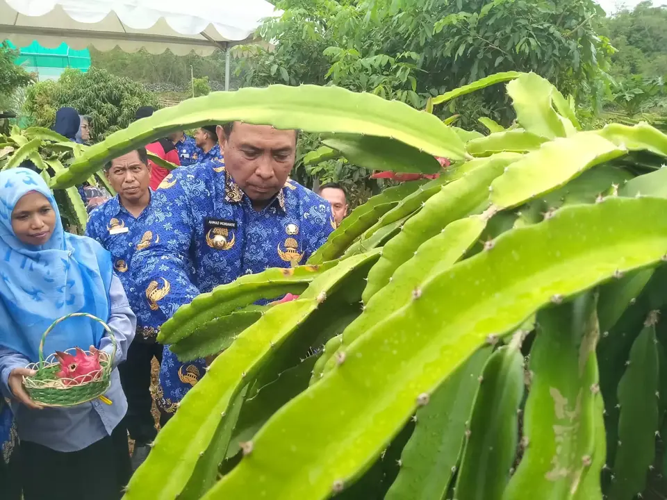 Wali Kota Baubau Panen Buah Naga di Lahan Kritis