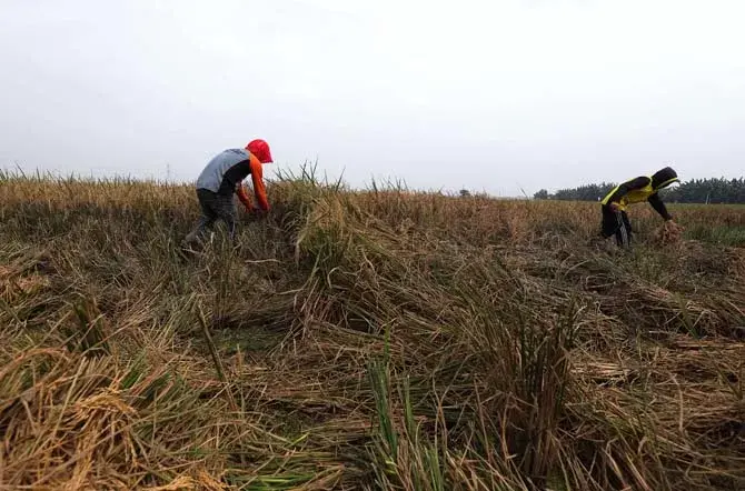Cukupi Kebutuhan Dunia, FAO Sebut Produksi Pangan Harus Naik 60 Persen