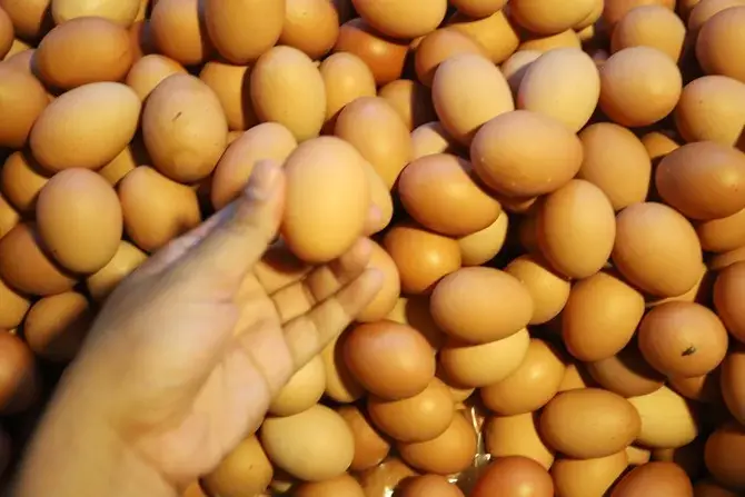 Penjelasan Ahli jika Rutin Mengosumsi Telur