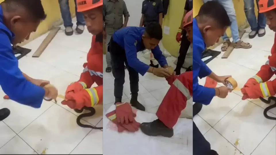 Dua Ekor Ular Kobra Berhasil Dijinakkan Petugas Pemadam Kebakaran Baubau
