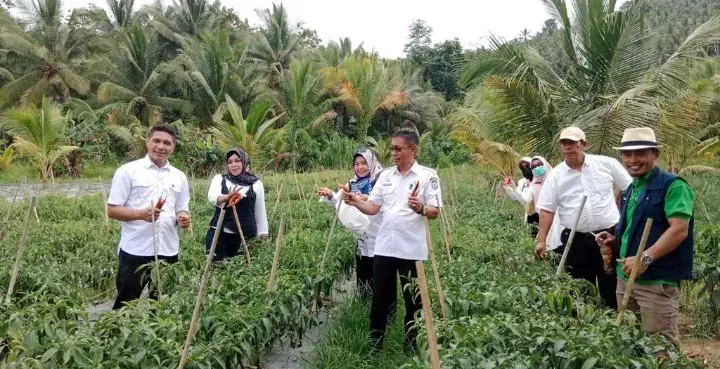 Stok Cabai dan Tomat di Bombana Aman Hingga Tiga Bulan Kedepan