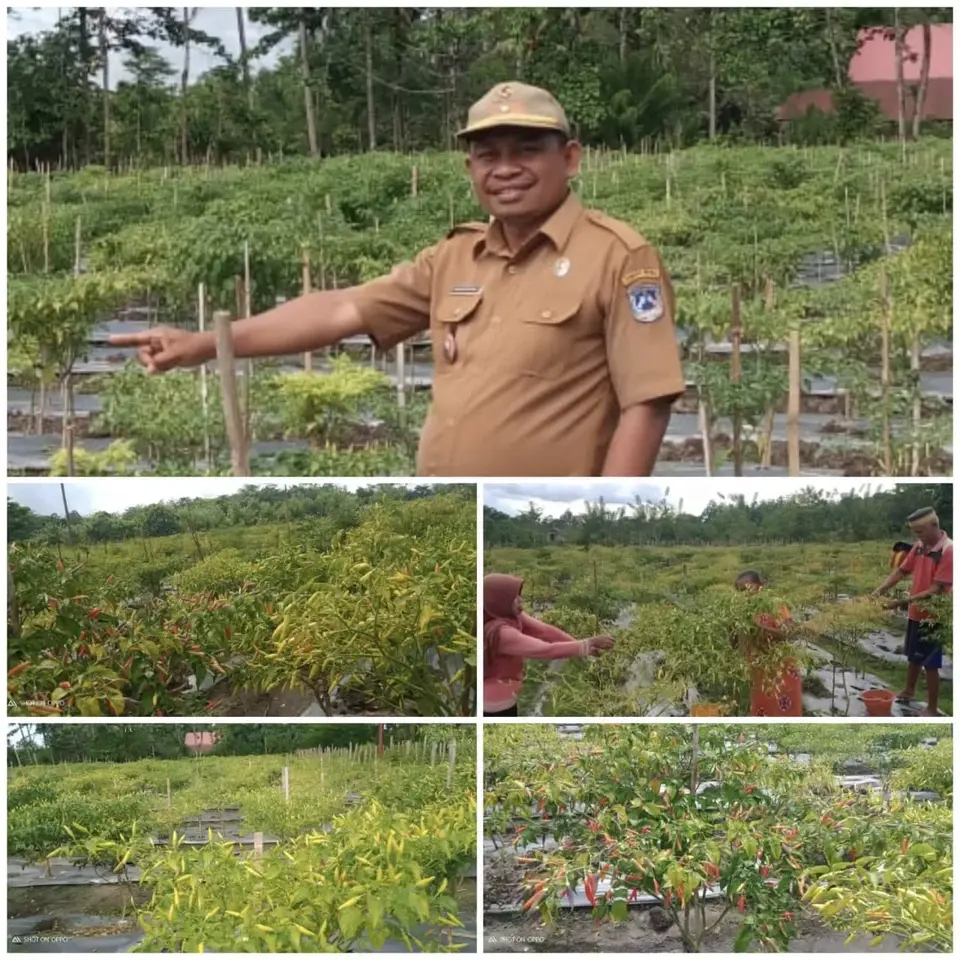 Warga Kosundano Mendapat Motivasi Untuk Menanam Cabai