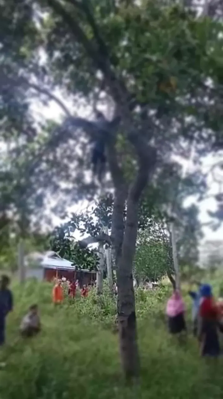 Seorang Remaja di Batauga Tewas Menggantung di Pohon