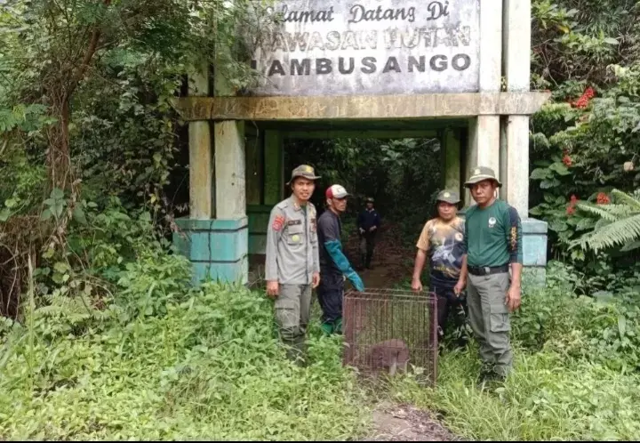 BKSDA Lepas Monyet Endemik Buton ke Hutan Lambusango