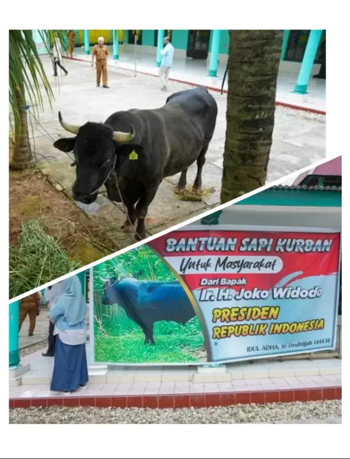 Presiden Berkurban Sapi Limosin di Buton