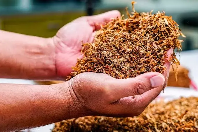 RUU Kesehatan: Tegas Bedakan Tembakau dengan Narkotika dan Minuman Alkohol