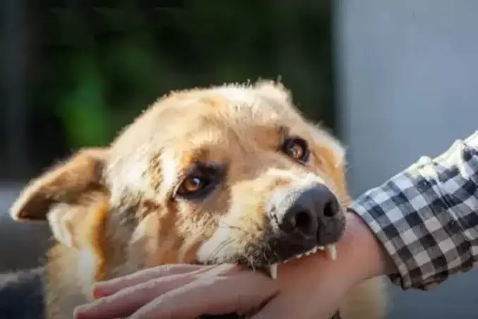 Seorang Bocah di NTT Meninggal Pasca Digigit Anjing