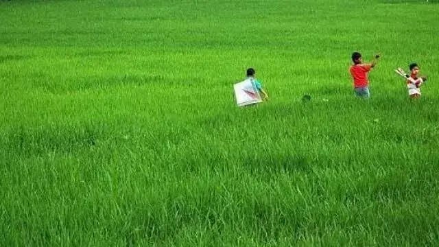 Bombana masih Punya Banyak Potensi Persawahan Baru