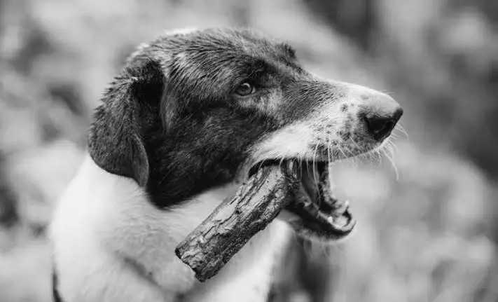 Distanak Intens Memantau untuk Cegah Rabies di Sultra