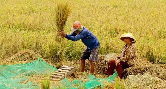 Mentan Instruksikan Pemda Siapkan Lumbung Pangan