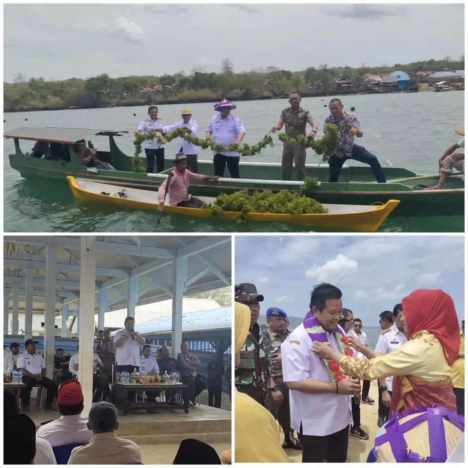 Bupati Muna dan Masyarakat Desa Lambelu Panen Rumput Laut