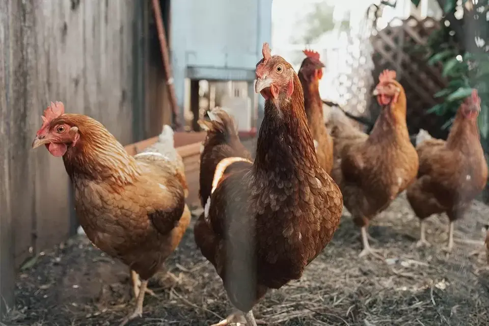 Jepang Mendeteksi Kasus Flu Burung Musim Ini, 40.000 Unggas Dimusnahkan