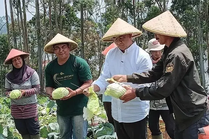 Anies Panen Kol di Pengalengan dan Dengar Keluhan para Petani