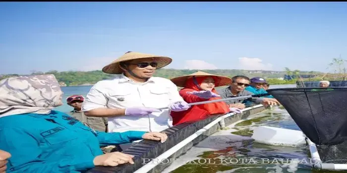 Pj Wali Kota Baubau Rasman Manafi Panen 60.000 Ekor Udang Vaname