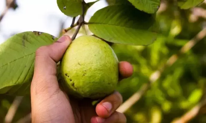 Murah, Naum Simak 6 Manfaat Konsumsi Jambu Biji Merah