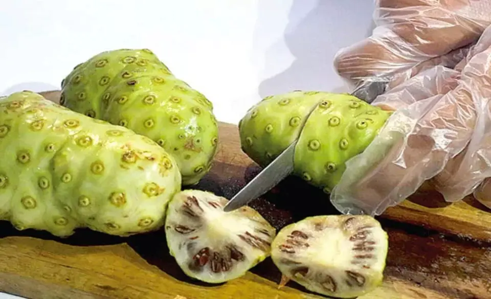 Jarang Diketahui, Ini 8 Manfaat Buah Mengkudu