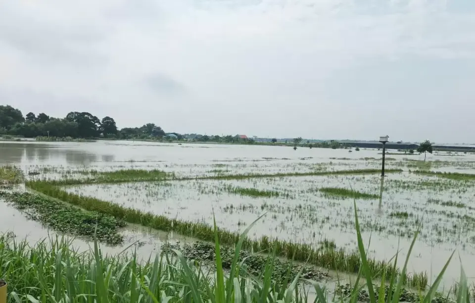 Jaga Produksi 2024, Kementan Gercep Tangani Lahan Terdampak Banjir