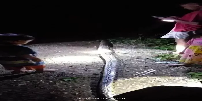 Ular Piton Banyak Ditemukan, Petani Diminta Waspada