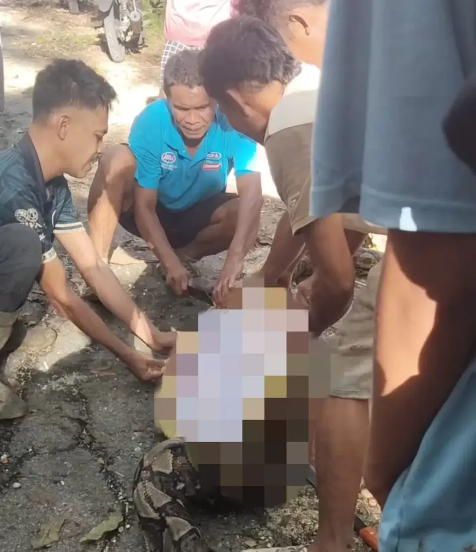 Laki Lansia di Busel Tewas Ditelan Ular Piton 8 Meter