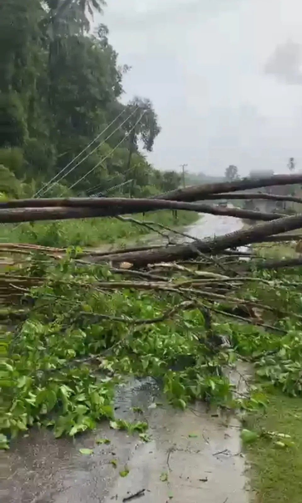 Hujan Disertai Angin Kencang Tutup Akses Jalan di Buton Selatan