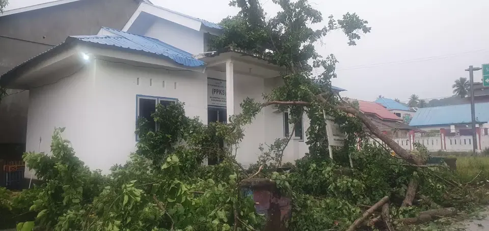 Hujan dan Angin Kencang Terjang Lasalimu, Balai BKKBN Tertimpa Pohon